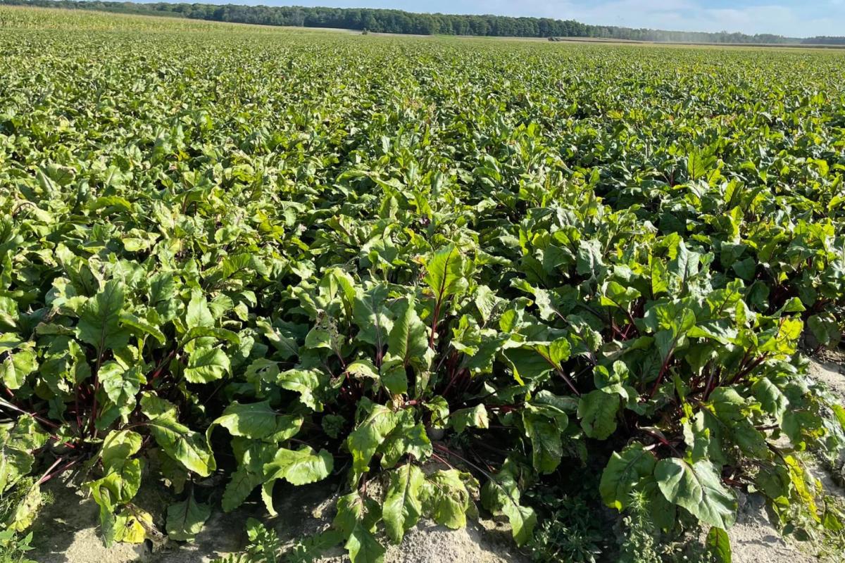 Agriculteurs québécois cultivant des betteraves