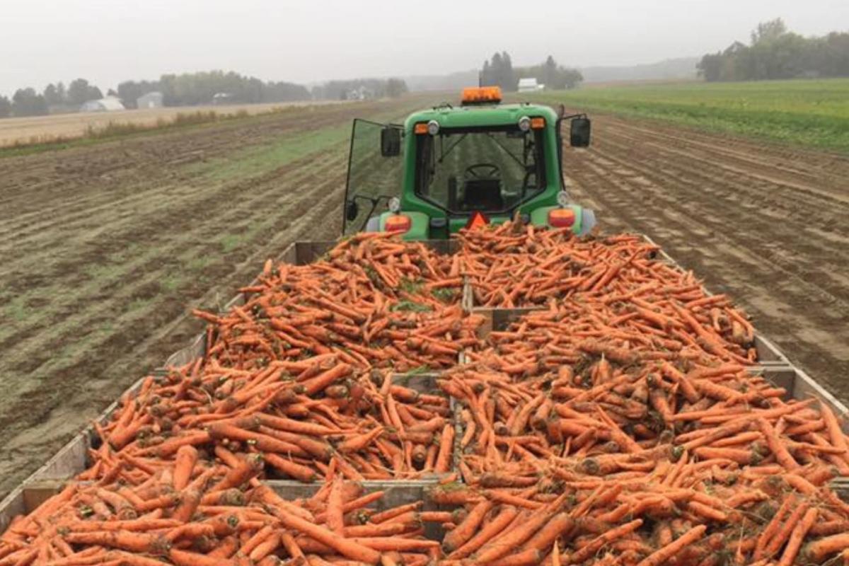 Agriculteurs québécois de carottes