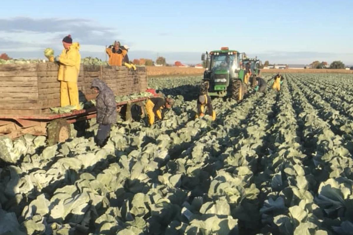 Producteurs de chou au Québec